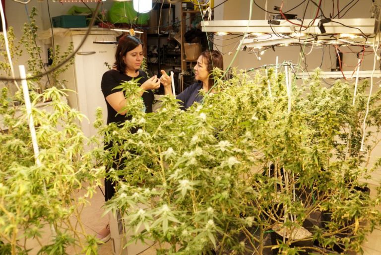 Sâmia vai à organização pioneira em SP na luta pelo uso medicinal da maconha